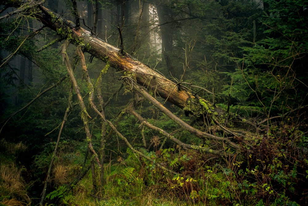 Fallen tree - Rhiw Tor Cymry
